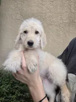 Yellow Collar, a female Labradoodle for sale in Spring Hill, FL – 1 of 9