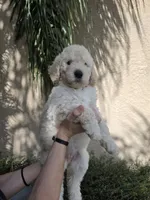 Orange Collar, a female Labradoodle for sale in Spring Hill, FL – 7 of 8