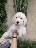 Black Collar, a male Labradoodle for sale in Spring Hill, FL – 3 of 9