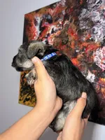 Bruce , a male Miniature Schnauzer for sale in Clewiston, FL – Photo 4 of 4