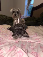 Bruce , a male Miniature Schnauzer for sale in Clewiston, FL – Photo 1 of 4