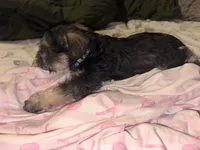 Bruce , a male Miniature Schnauzer for sale in Clewiston, FL – Photo 2 of 4