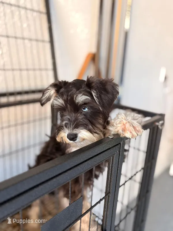 Kenzie – Miniature Schnauzer puppy for sale in Clewiston, FL