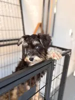 Kenzie, a  Miniature Schnauzer for sale in Clewiston, FL – Photo 1 of 2
