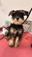 Kenzie, a  Miniature Schnauzer for sale in Clewiston, FL – Photo 2 of 2