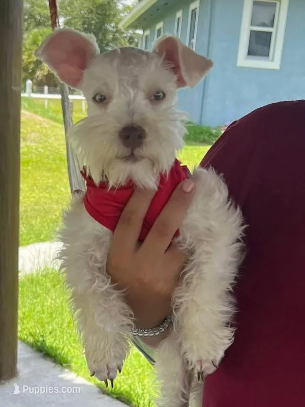 Dior  – Miniature Schnauzer puppy for sale in Clewiston, FL
