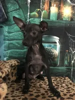 Caviar, a male Chihuahua for sale in Mesa, AZ – 3 of 3