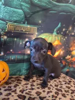 Onyx, a male Chihuahua for sale in Mesa, AZ – 5 of 8
