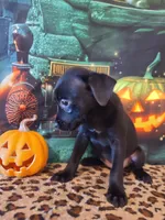 Diamond, a female Chihuahua for sale in Mesa, AZ – 3 of 3