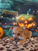 Latte, a female Chihuahua for sale in Mesa, AZ – 4 of 7