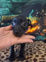 Onyx, a male Chihuahua for sale in Mesa, AZ – 3 of 8