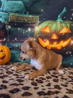 Latte, a female Chihuahua for sale in Mesa, AZ – 3 of 7