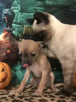 Baby-Teacup Size, a female Chihuahua for sale in Mesa, AZ – 1 of 4