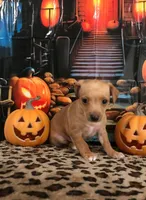 Pumpkin, a male Chihuahua for sale in Mesa, AZ – 1 of 9
