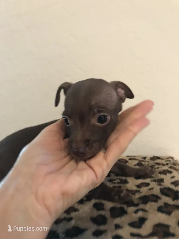 Gizmo – Chihuahua puppy on hold in Mesa, AZ