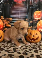 Pumpkin, a male Chihuahua for sale in Mesa, AZ – 4 of 9