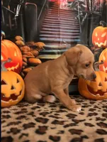 Pumpkin, a male Chihuahua for sale in Mesa, AZ – 7 of 9