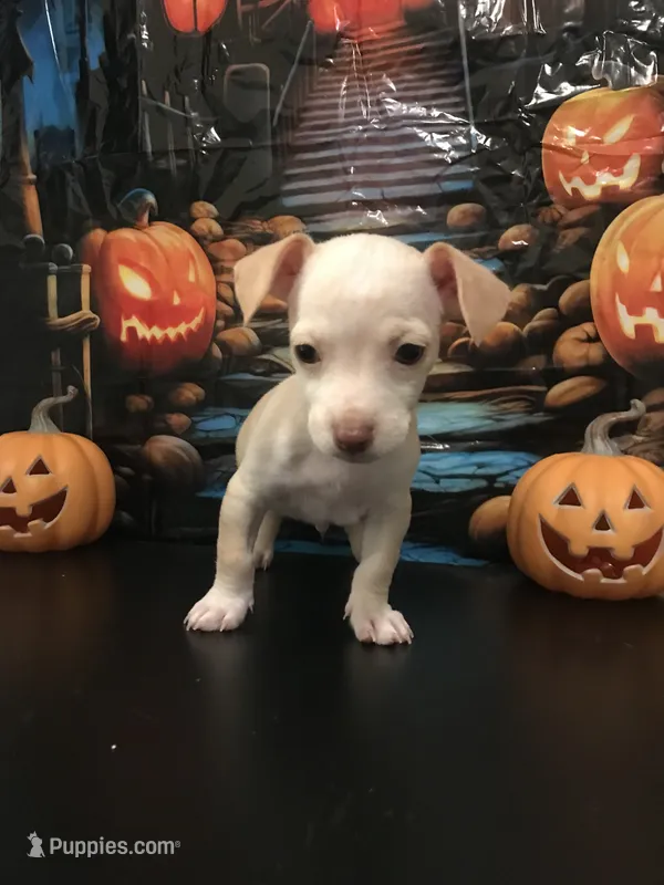 Maple – Chihuahua puppy for sale in Mesa, AZ