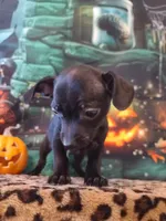 Onyx, a male Chihuahua for sale in Mesa, AZ – 7 of 8