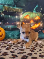 Latte, a female Chihuahua for sale in Mesa, AZ – 5 of 7