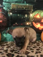 Little Man-Teacup Size, a male Chihuahua for sale in Mesa, AZ – 2 of 4