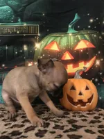 Little Man-Teacup Size, a male Chihuahua for sale in Mesa, AZ – 4 of 4