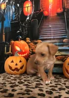 Pumpkin, a male Chihuahua for sale in Mesa, AZ – 6 of 9