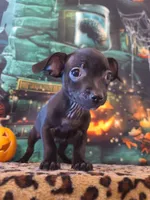 Onyx, a male Chihuahua for sale in Mesa, AZ – 6 of 8