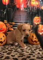 Pumpkin, a male Chihuahua for sale in Mesa, AZ – 8 of 9