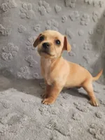 Paris, a female Chihuahua for sale in Mesa, AZ – 4 of 4