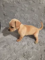 Paris, a female Chihuahua for sale in Mesa, AZ – 3 of 4