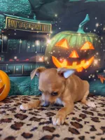 Latte, a female Chihuahua for sale in Mesa, AZ – 2 of 7
