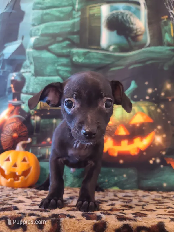 Onyx – Chihuahua puppy for sale in Mesa, AZ