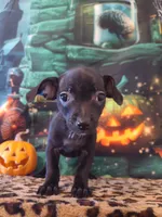 Onyx, a male Chihuahua for sale in Mesa, AZ – 1 of 8
