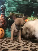 Baby-Teacup Size, a female Chihuahua for sale in Mesa, AZ – 2 of 4