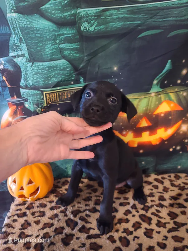 Diamond – Chihuahua puppy for sale in Mesa, AZ