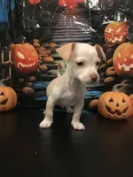 Maple, a male Chihuahua for sale in Mesa, AZ – 2 of 3
