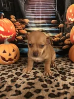 Caramel, a male Chihuahua for sale in Mesa, AZ – 2 of 4