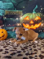 Latte, a female Chihuahua for sale in Mesa, AZ – 7 of 7