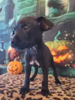 Blackjack, a male Chihuahua for sale in Mesa, AZ – 3 of 4