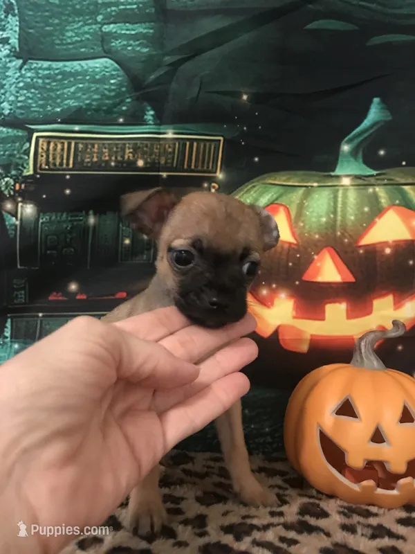Little Man-Teacup Size – Chihuahua puppy for sale in Mesa, AZ