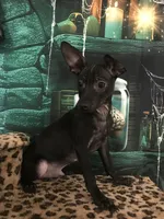 Caviar, a male Chihuahua for sale in Mesa, AZ – 2 of 3