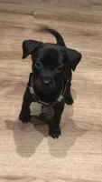 Diamond, a female Chihuahua for sale in Mesa, AZ – 2 of 3