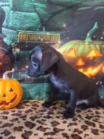 Onyx, a male Chihuahua for sale in Mesa, AZ – 4 of 8