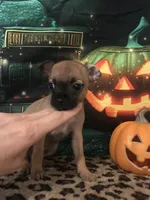 Little Man-Teacup Size, a male Chihuahua for sale in Mesa, AZ – 3 of 4