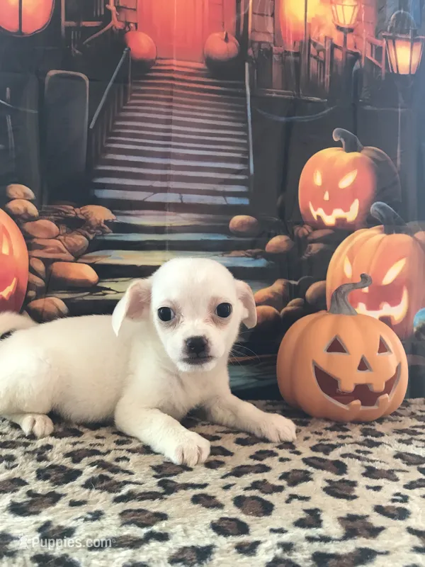 Frankie – Chihuahua puppy on hold in Mesa, AZ