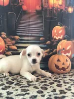 Frankie, a male Chihuahua for sale in Mesa, AZ – 1 of 2