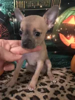 Baby-Teacup Size, a female Chihuahua for sale in Mesa, AZ – 3 of 4