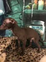 Gizmo, a male Chihuahua for sale in Mesa, AZ – 4 of 5