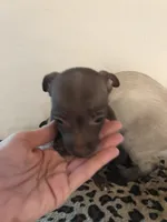Gizmo, a male Chihuahua for sale in Mesa, AZ – 2 of 2